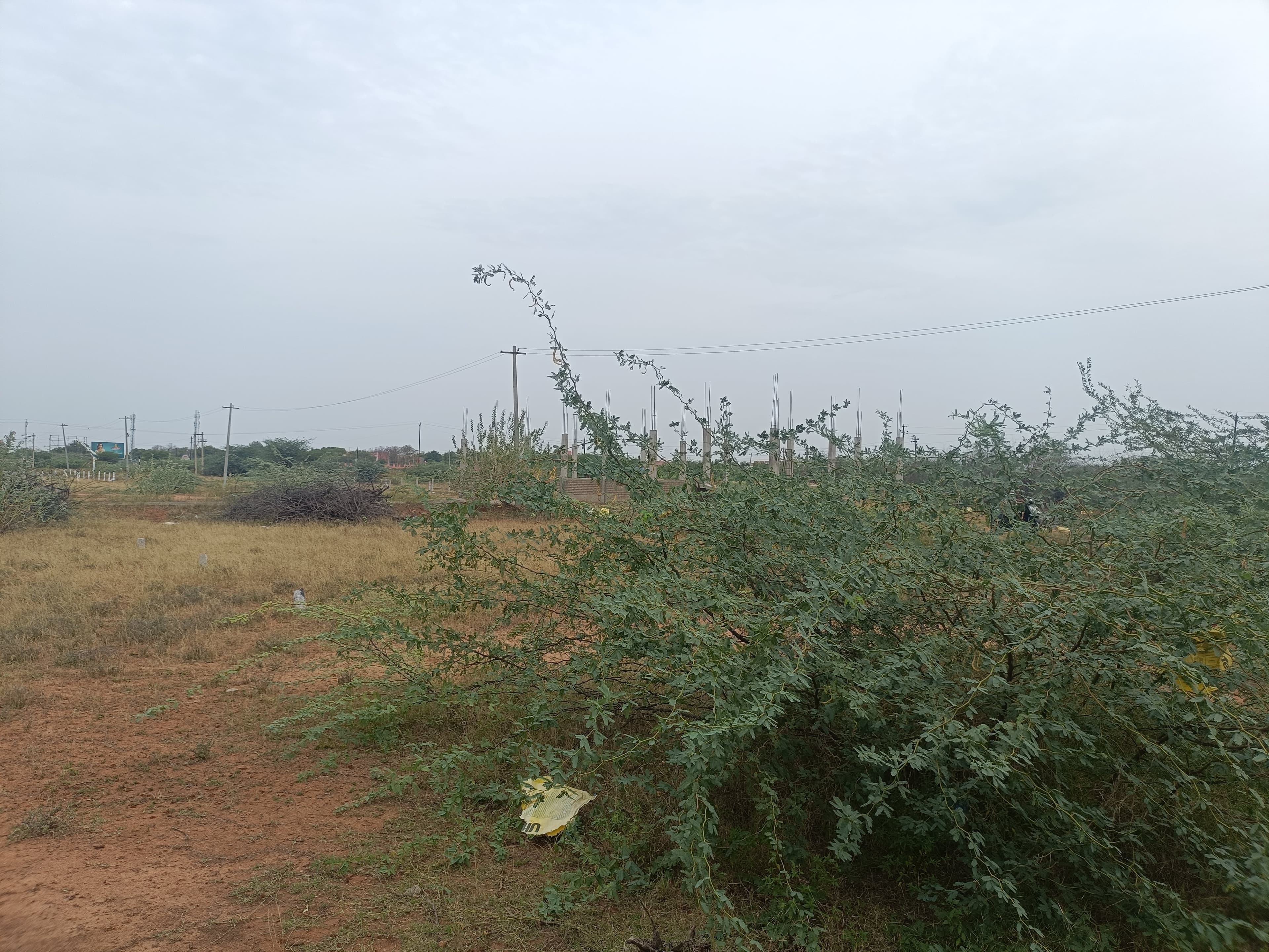  land for Sale in Saradha College, Ariyakulam, Tamil Nadu, Tirunelveli | 66 Cents