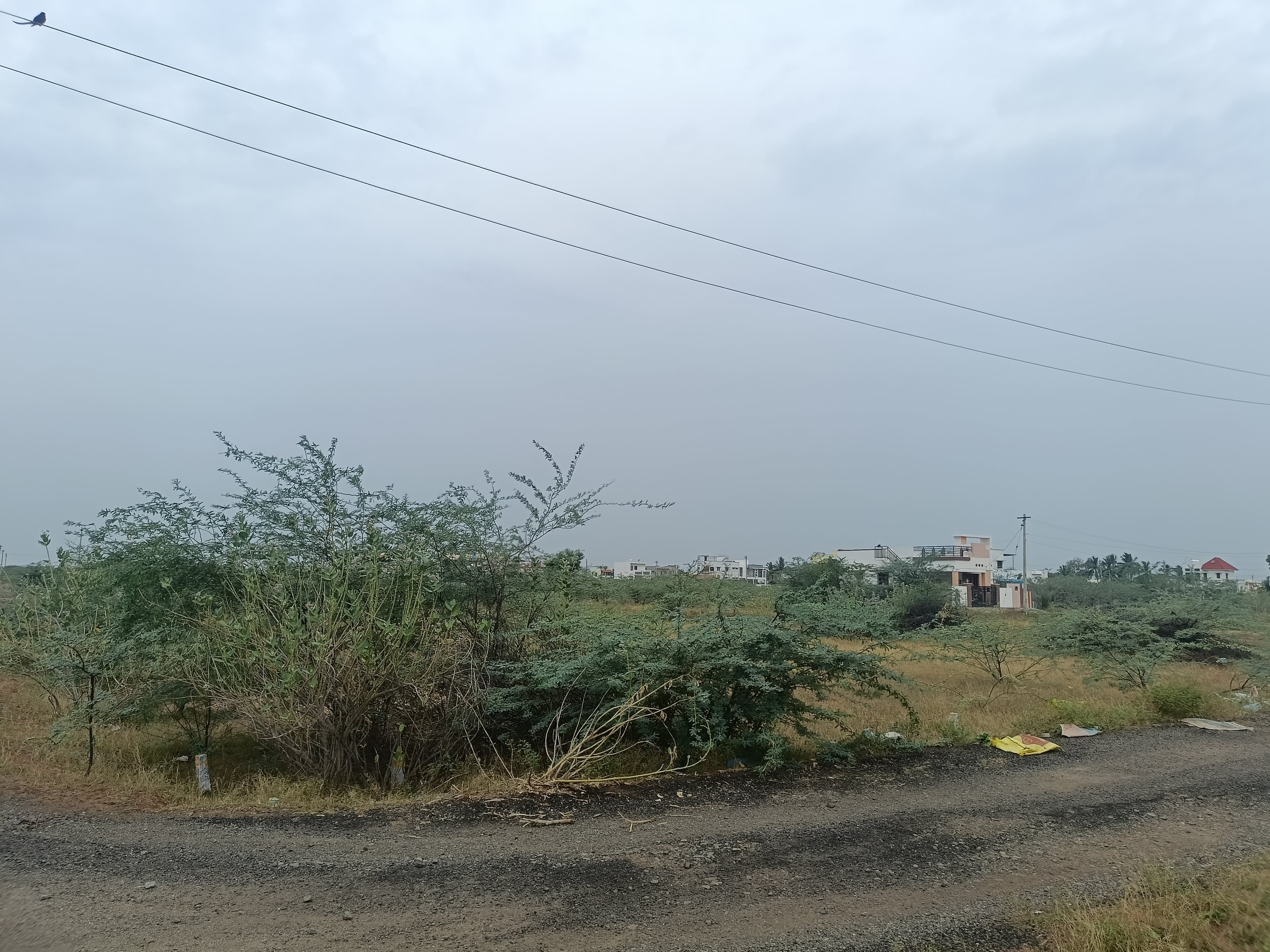  land for Sale in Saradha College, Ariyakulam, Tamil Nadu, Tirunelveli | 66 Cents